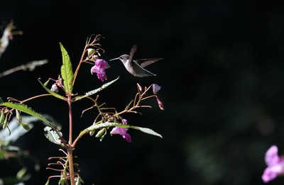 棕色蜂鸟在紫色的花附近飞翔